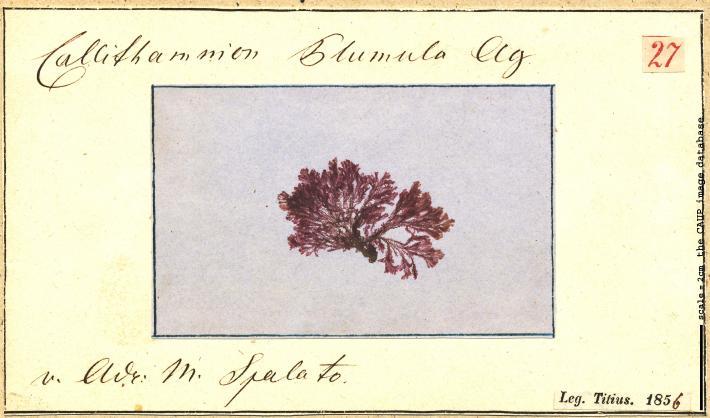 Pterothamnion plumula_27.jpg